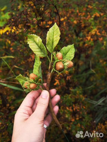Веточка орешника ручной работы