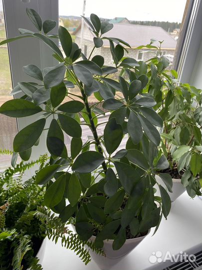 Комнатные цветы