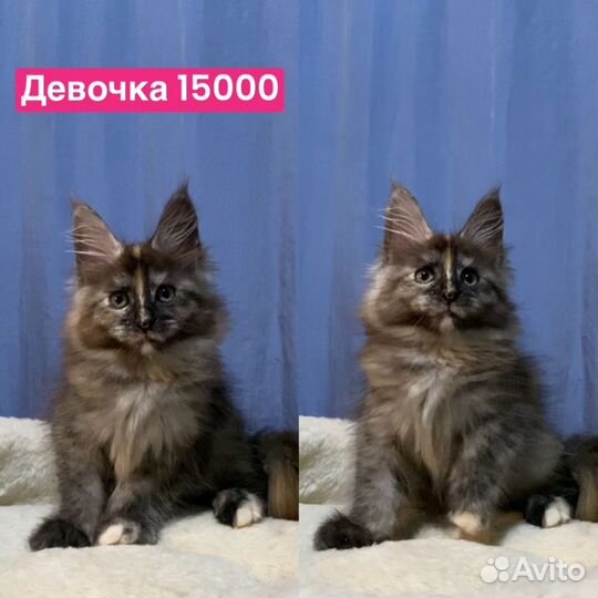 Котята мейн кун