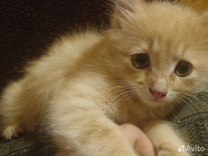 Персик в дар