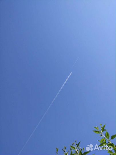 Топинамбур