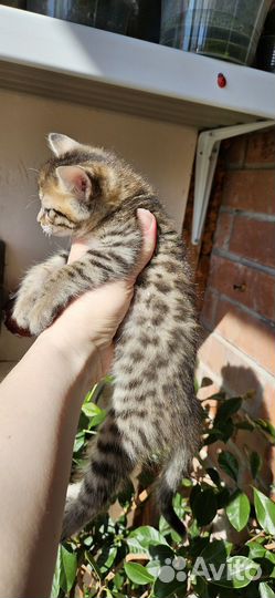 Бенгальские котята