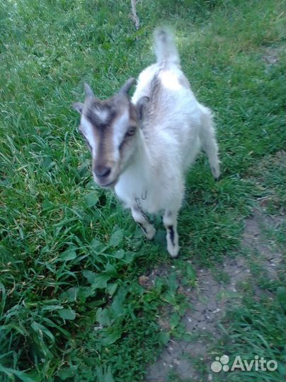 Распродажа стада коз