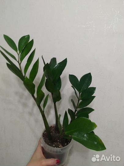 Филодендрон и др