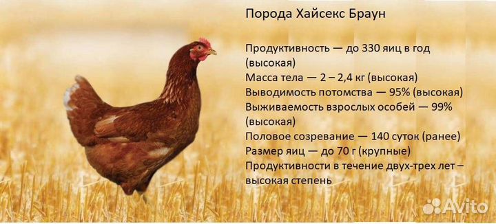 Куры несушки