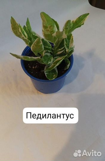 Цветок педилантус