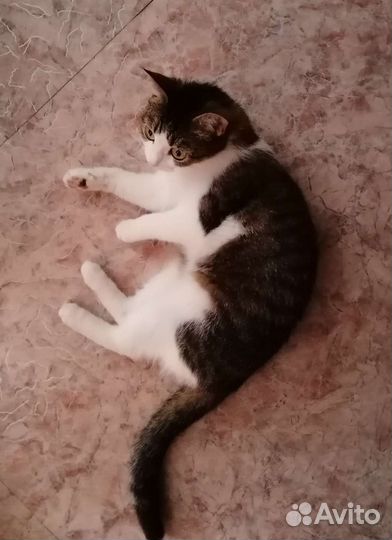 Кошка