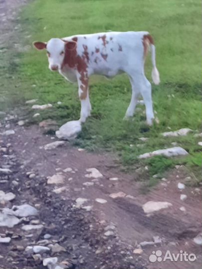 Коровы и телки