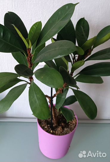 Фикус циатистипула