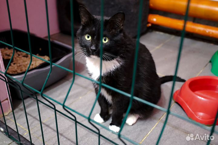 Кот в добрые руки