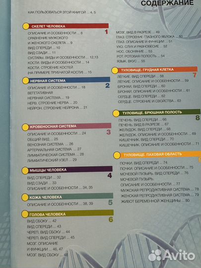 Анатомия человека