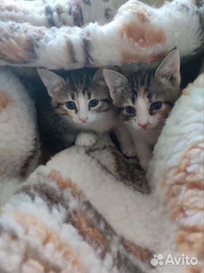 Кошка в дар