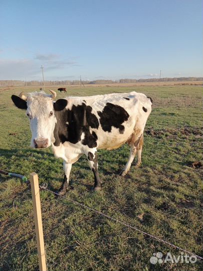Корова стельная дойная
