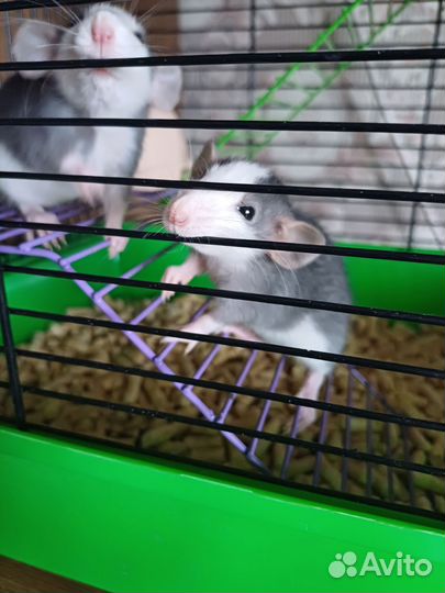 Крысята дамбо