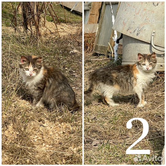 Кошки бесплатно