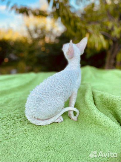 Белые девочки