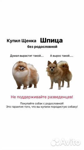 Бесплатная консультация по поеобретению щенка объявление продам