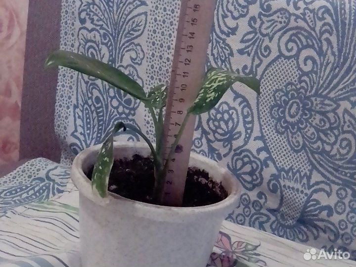 Диффенбахия