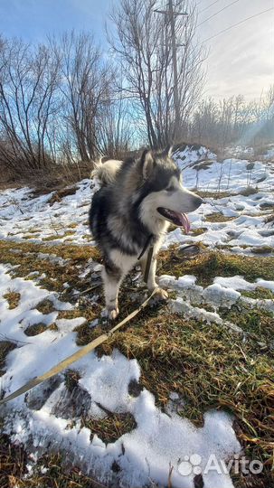 Аляскинский маламут. вязка