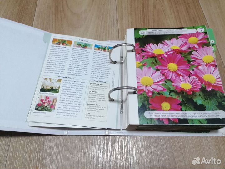 Энциклопедия о комнатных растениях