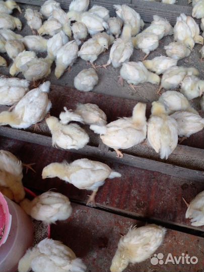 Цыплята мясо яичной породы