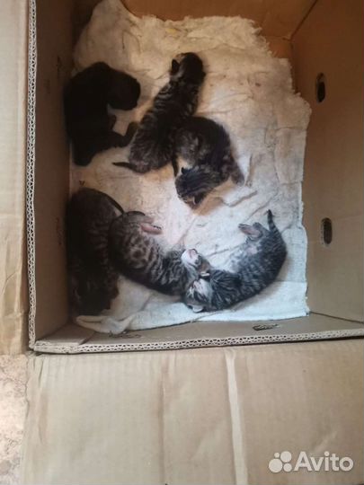 Котята в добрые руки