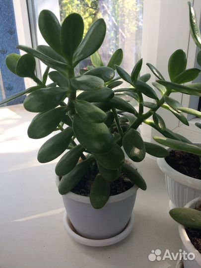 Толстянка (Денежное дерево)