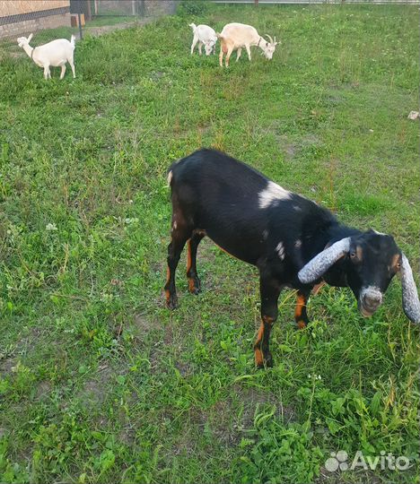 Продам козлика