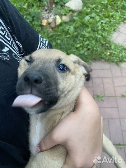 Щенки питбуля