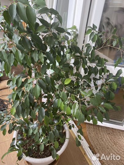 Комнатные цветы Фикус