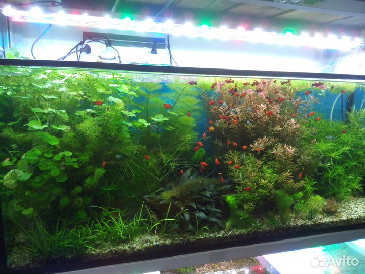 Аквариумные растения