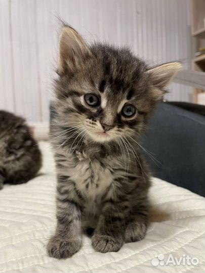 Отдам котят в хорошие руки