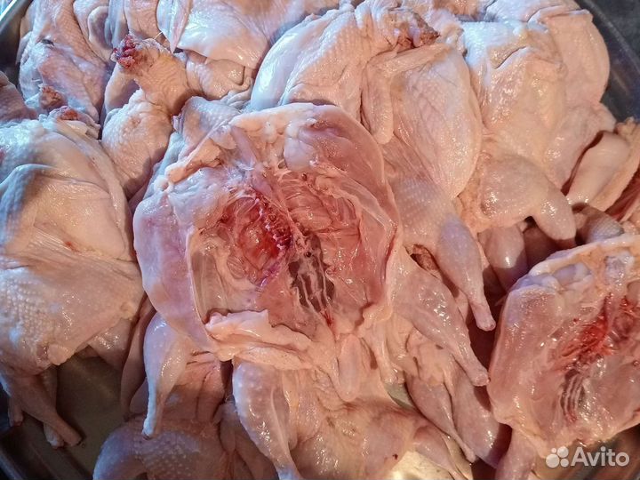 Перепела продажа