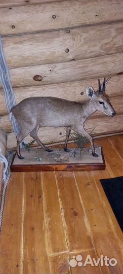 Чучела животных