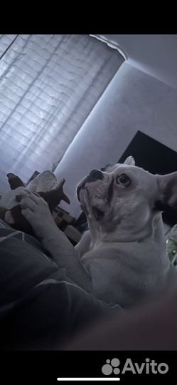 Французский бульдог кабель вязка