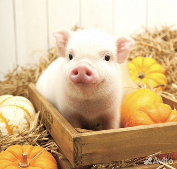 Подсобные рабочие в мясной цех Без опытаТимашевск