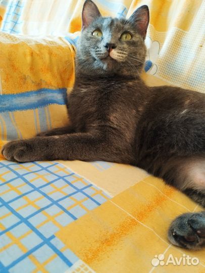 Кошка Гера типаж русской голубой