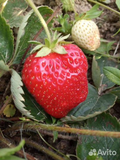 Клубника,Малина