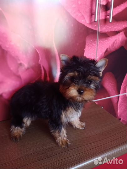 Йоркширский терьер щенки девочки