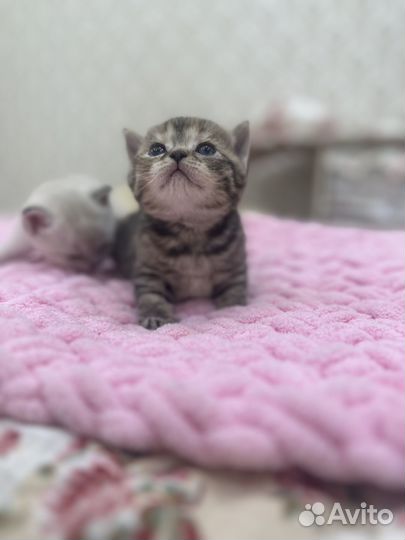 Британские котята