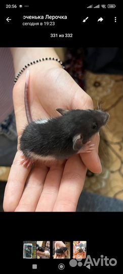 Крыса дамбо