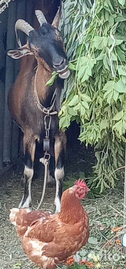 Козье молоко