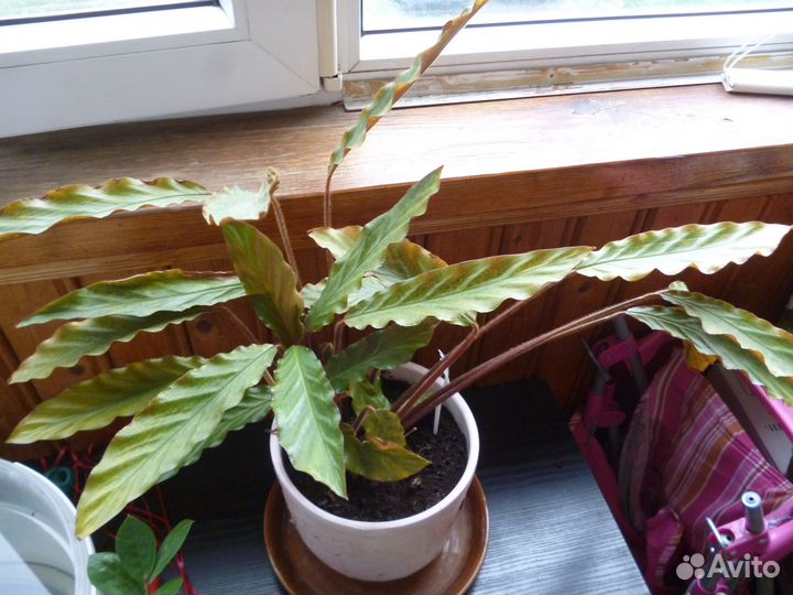 Продам цветы комнатные