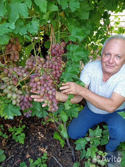 Саженцы и черенки винограда