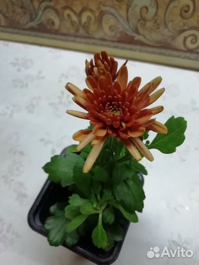 Хризантемы мультифлора