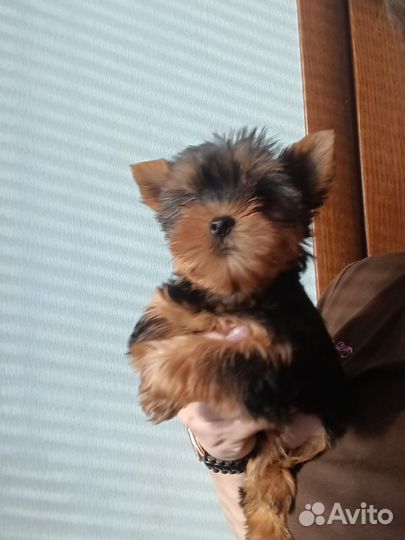 Йоркширский терьер