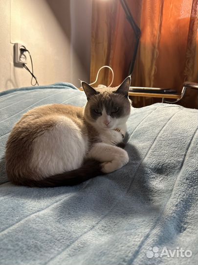 Отдам кота в добрые руки