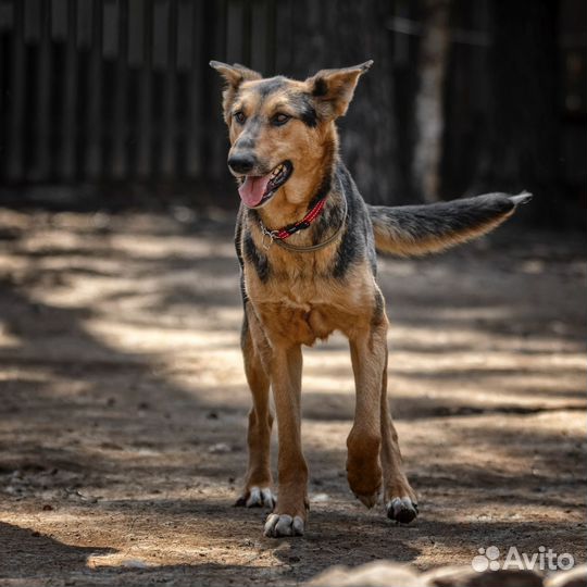 Собака мальчик