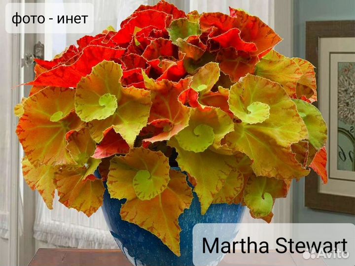 Бегонии сортовые