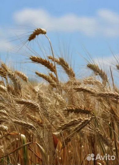 Продам зерно